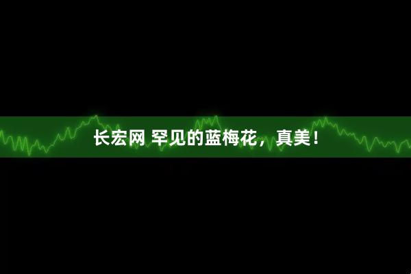 长宏网 罕见的蓝梅花，真美！